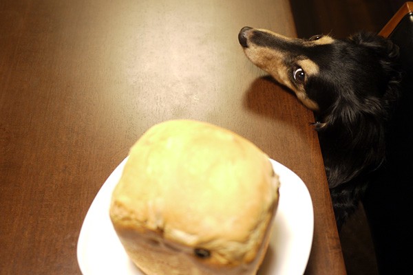 ホームベーカリー 一人暮らし 犬一匹