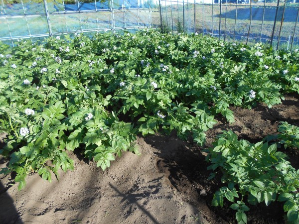 ジャガイモ土寄せ トウモロコシ追肥 農作業記録