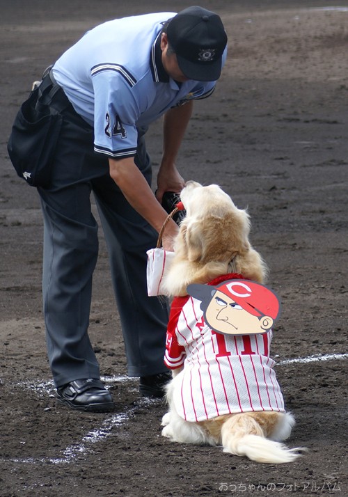 １１１ さよならベースボール犬 ミッキー がんばれ カープ おっちゃんのフォトアルバム カープ ブログ