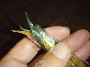 ガルプ新種と爆釣ジグ : 日々釣れ連れ～レオン加来