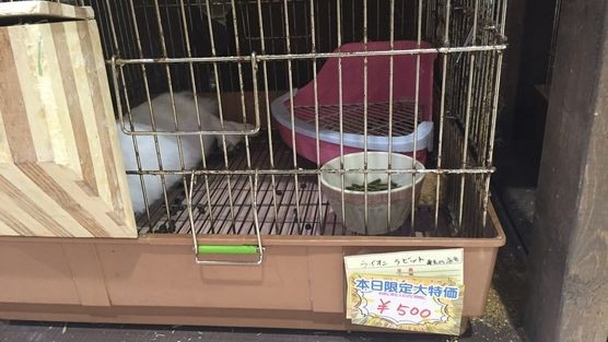 拡散希望 ホームセンターのペットコーナーの生体販売禁止を求める著名に協力をお願いします くろちゃんのblog