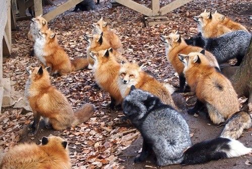 超キュートなキツネと触れ合える 蔵王キツネ村が楽しすぎる 旅行行こうず ー国内旅行まとめブログー