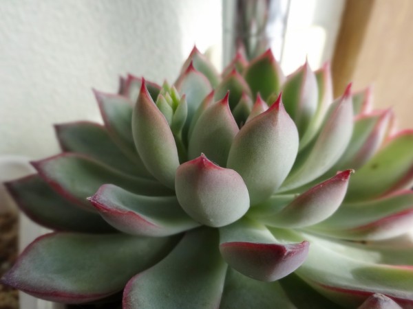 今日の多肉 Taniku No Nakami