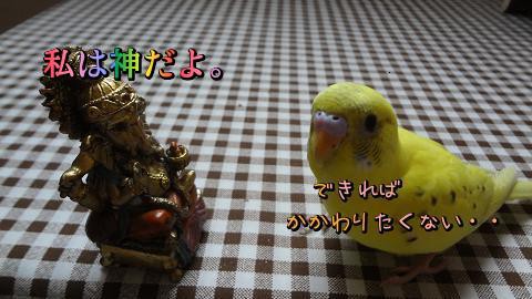 インコが言葉を理解している 続 タッチの練習 たまごのなかみ