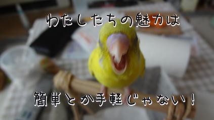 インコブームにちょっと待て たまごのなかみ インコブームにちょっと待て たまごのなかみ