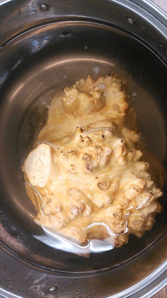 白樺の木のこぶ