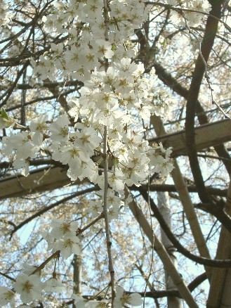 白い桜 渓仙桜 京都好きなの