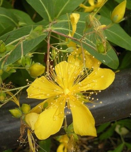 鴨川情景 黄色の花など 京都好きなの
