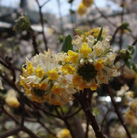 この花の名前は何 鞠のような可憐さ 京都好きなの