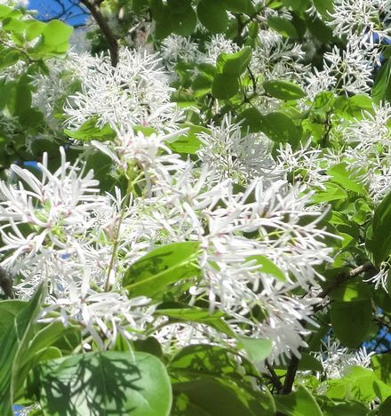 なんじゃもんじゃは綺麗な 花です 京都好きなの