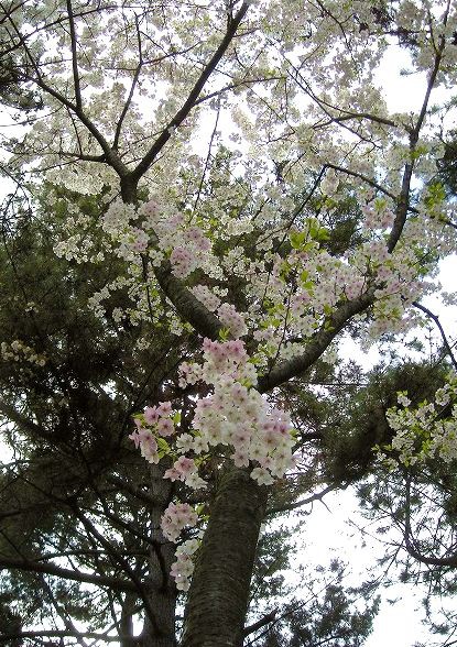 御苑で二色咲き桜 京都好きなの
