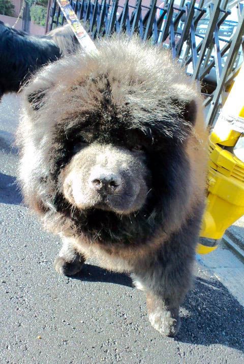 熊熊した犬 昼間見たら 京都町家ぐらし