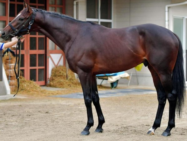 第156回天皇賞 秋 馬体診断 下町ドウジョー