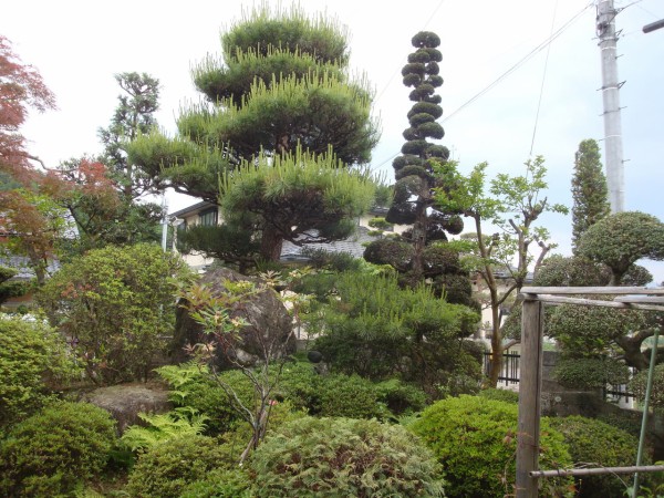 信州松本の自宅の庭の管理はたいへん 間引き伐採もやらねばならぬ状況です Tamastory