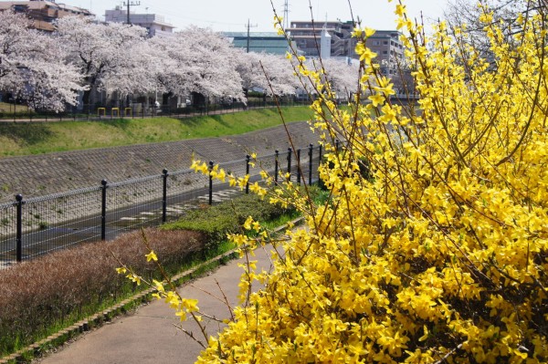 多摩地区の春を感じる桜名所を求めて 府中の多摩川付近 Tamastory