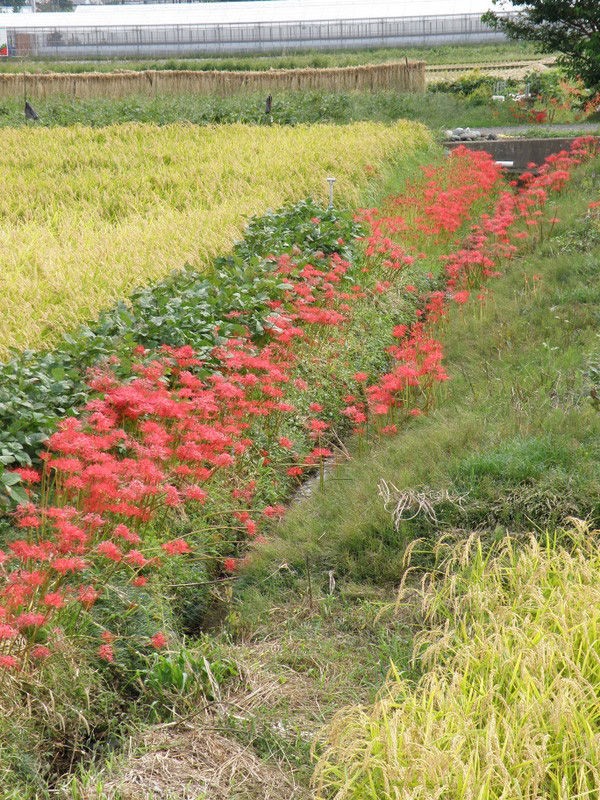 ちょっぴり昔の農家の様子 小田原 たんぼの学校 初級コース