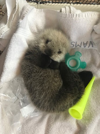 悲報 カモノハシの赤ちゃん 不細工すぎる 芸速 2ch芸能まとめニュース
