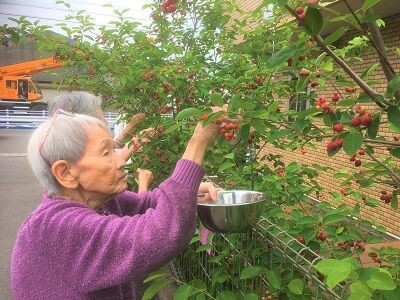 ジューンベリー狩り グループホームたみの里