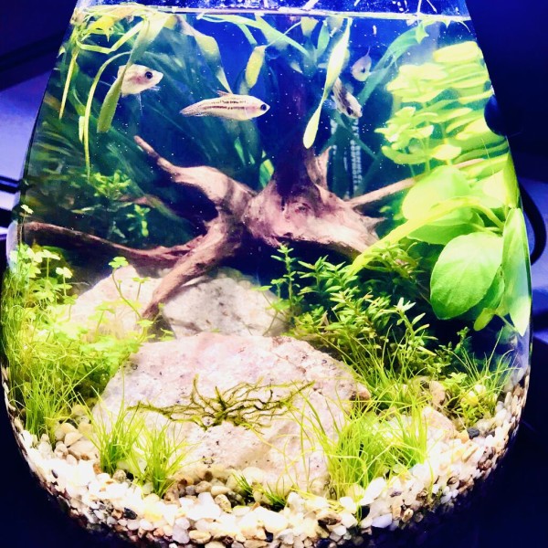 アクアリウムボトルの立ち上げ 2日目 生体導入 たみやの在宅ボトルアクアリウム