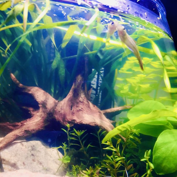 アクアリウムボトルの立ち上げ 2日目 生体導入 たみやの在宅ボトルアクアリウム