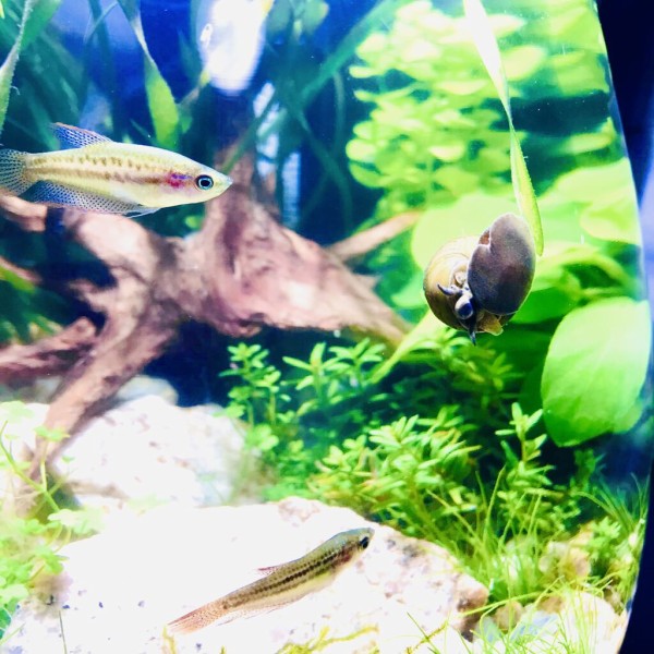 アクアリウムボトルの立ち上げ 2日目 生体導入 たみやの在宅ボトルアクアリウム