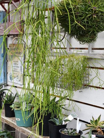 リプサリス 大雨にご注意 園芸屋 たなか