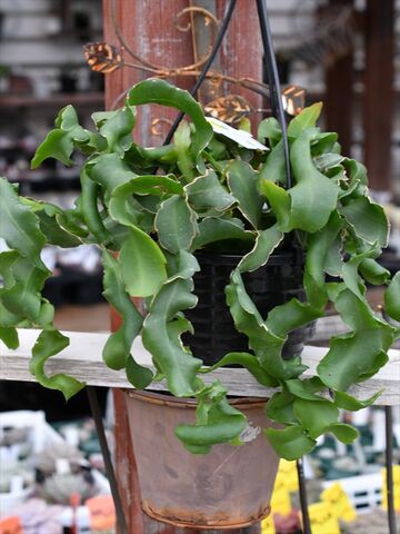 エピフィルム グアテマレンシス 今日の多肉植物 園芸屋 たなか