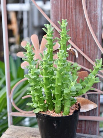 モナデニウム エレンベッキー＆今日も植え替え : 多肉屋 たなか