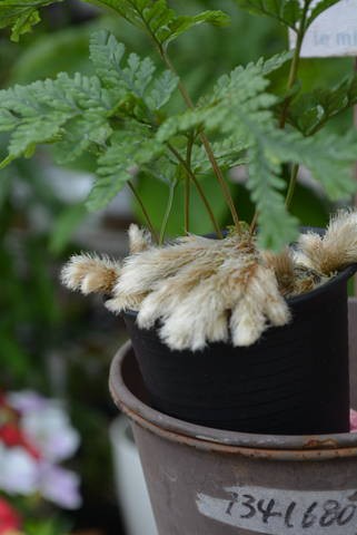 トキワシノブ 石化 帯化 綴化 シンニンギアの花が咲きました 園芸屋 たなか