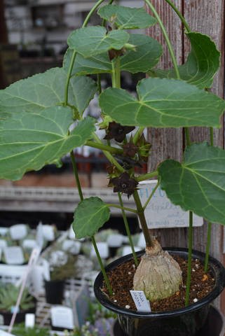 マテレア シクロフィラ＆植え替えしてます＾＾ : 多肉屋 たなか