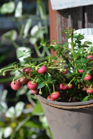 大実ハッピーベリー 敬老の日 多肉屋 たなか