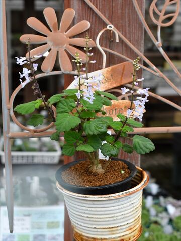 プレクトランサス エルンスティー 本日の入荷植物 多肉屋 たなか