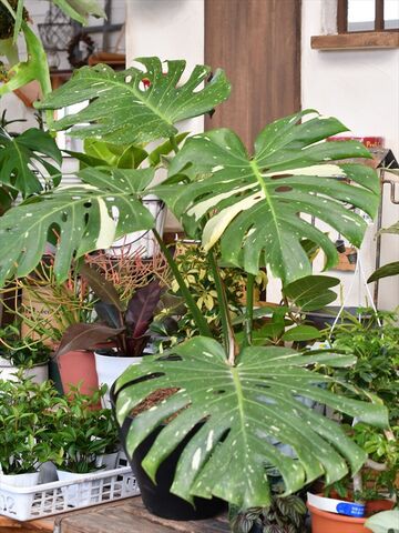 斑入りモンステラ 本日の入荷植物 園芸屋 たなか