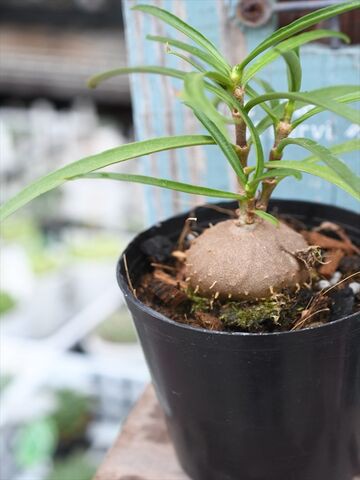 あり植物 Hydnophytum puffii 着生 あり植物 Hydnophytum puffii 着生 - メルカリ