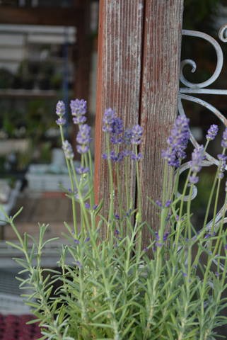 ラベンダー センティヴィア 入荷植物 園芸屋 たなか