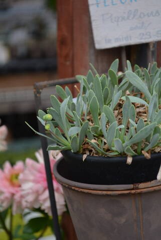 オトンナ レトロルサ エケベリアの入荷です 園芸屋 たなか