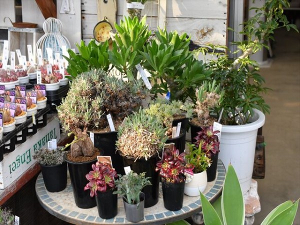 25c番 ハオルチア 多肉植物 オーロラ錦糊斑 自家繁殖（本日の