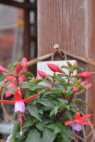 ホクシャ ベラ プーニー 入荷植物 園芸屋 たなか