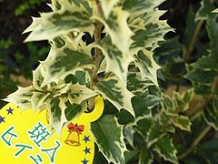 斑入りヒイラギ 園芸屋 たなか