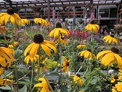 ルドベキア フルギダ ゴールドストラム 寄せ植え 園芸屋 たなか