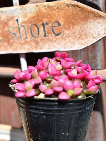 アナカンプロセス 桜吹雪 今日も室内は４０度越え 園芸屋 たなか