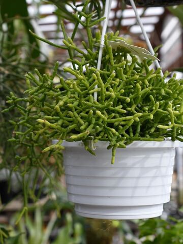 エピフィルム グアテマレンシス 今日の多肉植物 多肉屋 たなか