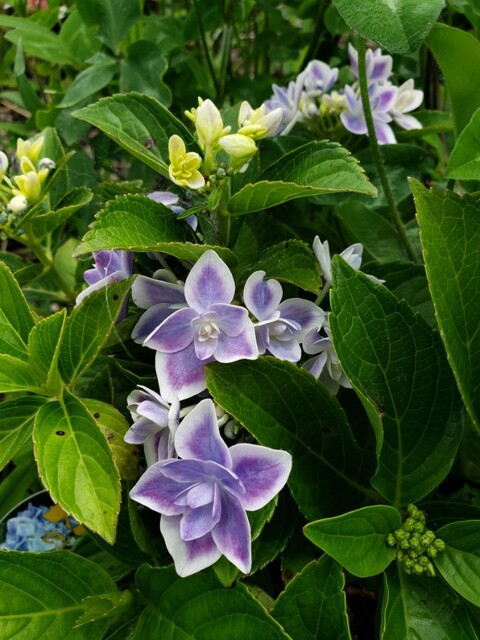 紫陽花 空華の森 くうかのもり