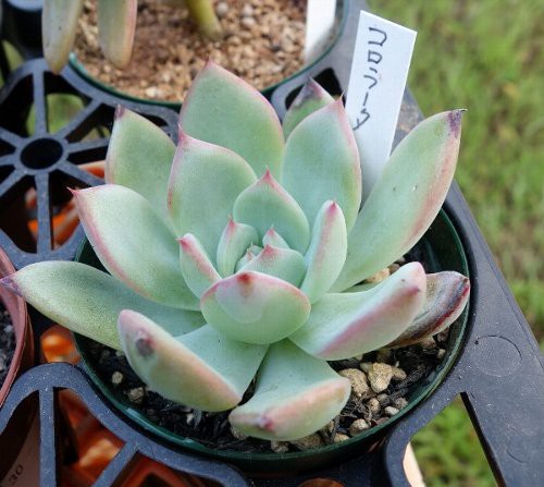 葉焼けコロラータ復活 俺が多肉を記録するblog