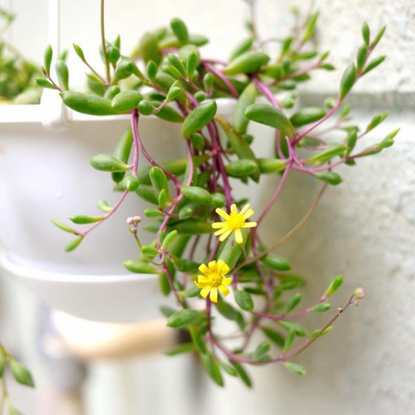 ルビーネックレスの花 雨のち晴れ 狭いベランダでガーデニング