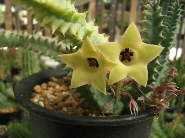 ガガイモの花 Babaの多肉 サボテン日記