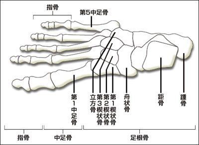 足のアーチの構造とtanino Crisciの靴のセッティングの関係は