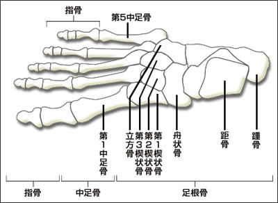 足のアーチの構造とtanino Crisciの靴のセッティングの関係は Tanino Crisci実験記録