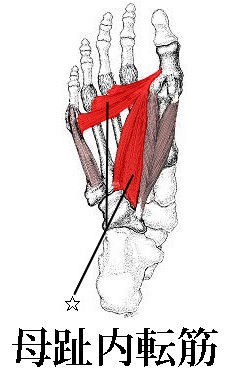 母趾内転筋 タニノ クリスチ 研究所 資料室