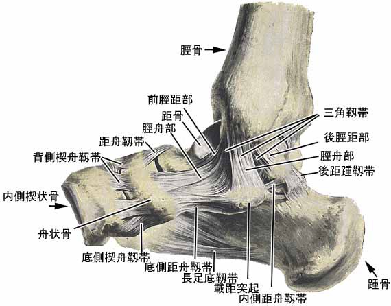 Ankle Joint 距腿関節 きょたいかんせつ タニノ クリスチ 研究所 資料室
